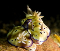   Mating nudibranch Hypselodoris tryoniCamera Olympus XZ1 inon macro wet lens YS01 dual strobes. 5.6 1125 iso 100 XZ-1, XZ1, XZ 1, YS-01 YS 01 strobes 5.6, 56, 6, 1/125, 1125, 125,  